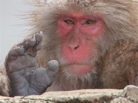 Japans Snow Monkeys In The Viewfinder Cbs News