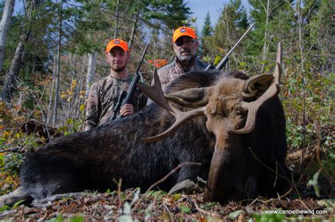 Maine Moose Hunting Outfitter And Guide Wmd 124511
