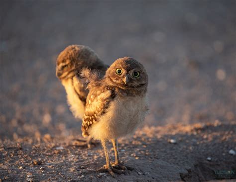Burrowing Owls Duo The Tucson Gallery