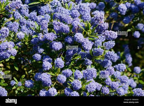 Ceanothus Blue Mound Kalifornischer Flieder Strauch Blüte In Einen Bio