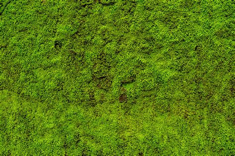 Moss Stock Photos Pictures And Royalty Free Images Istock