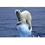 Arctic Sea Ice Thins So Do Polar Bears  Sandhills Sentinel