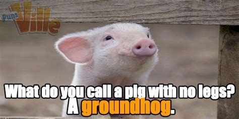 Pig Puns Pig Puns Pig Jokes Funny Pigs