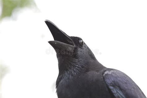 Close Up Black Crow Corvus Stock Image Image Of Corvus Black