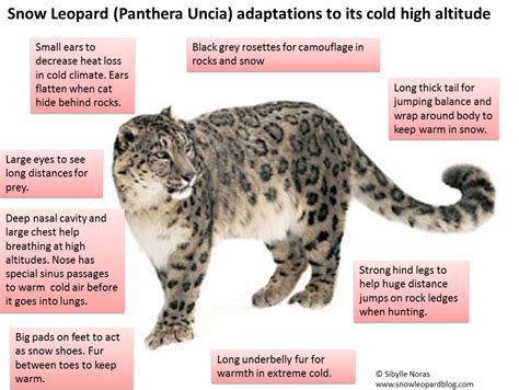 Snow Leopard Conservation Snow Leopard Facts Saving Snow Leopards