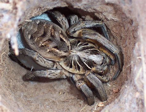 Archivowolf Spider Wikipedia La Enciclopedia Libre