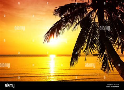 Palm Tree Silhouette On Sunset Tropical Beach Coconut Palm Tree