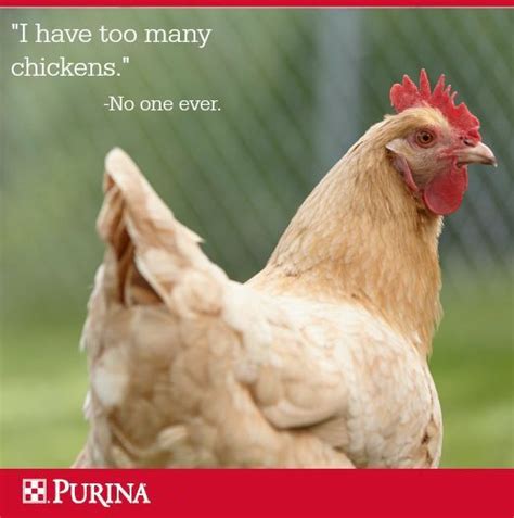 Image Result For Chicken Quotes Chicken Quotes Chicken Humor