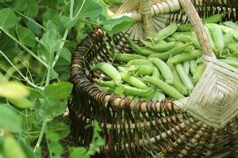Tips For Growing Peas In Containers Gardeners Path