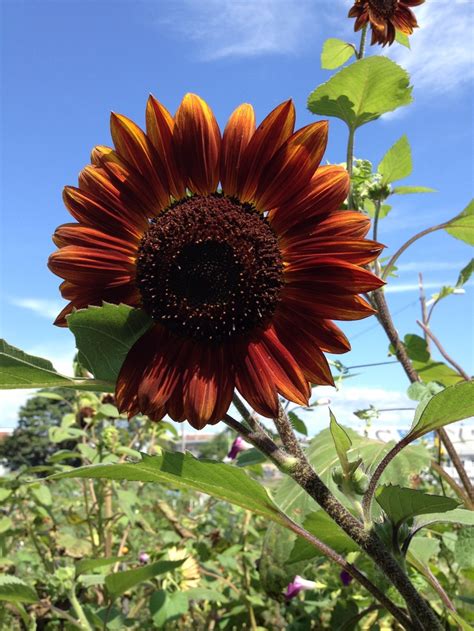 Hybrid Sunflower Garden And Yard Sunflower Flowers
