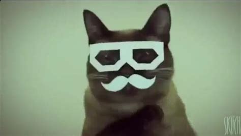The Daily Hotness Dubstep Hipster Cat Destructoid
