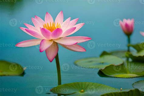 Pink Lotus Flower In The Water Ai Generated 30850665 Stock Photo At
