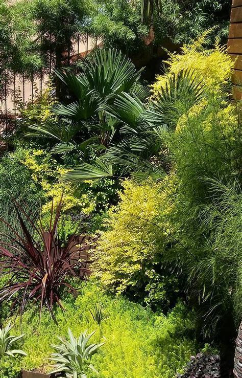See more ideas about shrubs, plants, garden shrubs. PlantFiles Pictures: Variegated Chinese Privet 'Sunshine ...