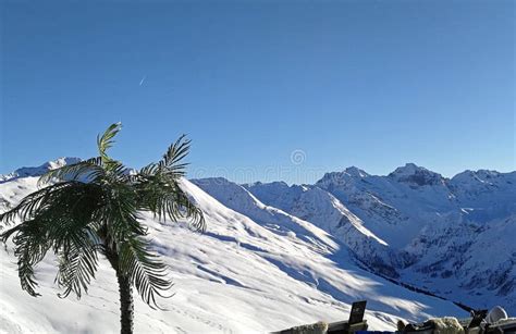 Palm Tree Snow And Relaxing On A Snow Covered Mountain Peak Davos