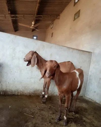 Male Brown Sirohi X Osmanabadi Meat At Rs 10000no In Bargarh Id 22160525233