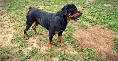 Von valor cross rottweiler puppies range from $3000 to $3200 per pup. Rottweiler Puppies For Sale | Lynchburg, VA #299905