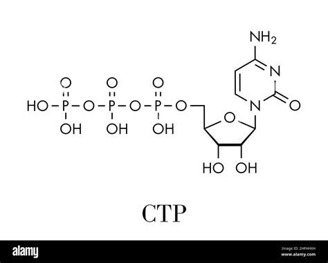 Cytidine Triphosphate Ctp Rna Building Block Molecule Also Functions