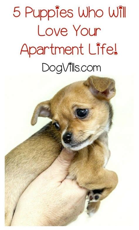 5 Puppies Who Will Love Your Apartment Life Puppies Tortoise Pet
