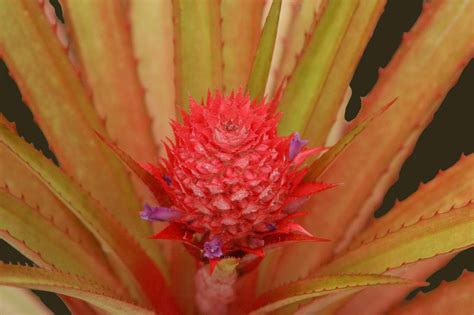 Bromeliad Bromeliads Pineapple Fruit