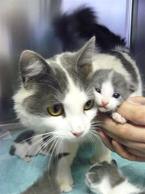 Mother Cats And Newborn Kittens Need Temporary Foster Homes