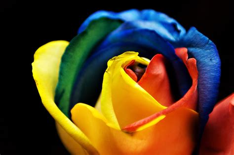 One Way Two Directions The Beautiful Rainbow Roses