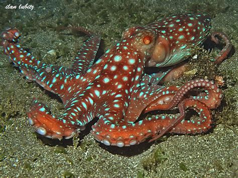 Starry Night Octopus Naturerules1 Wiki Fandom