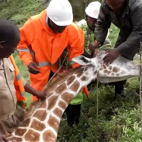 giraffe with tire stuck around her neck helped by kindhearted veterinarians