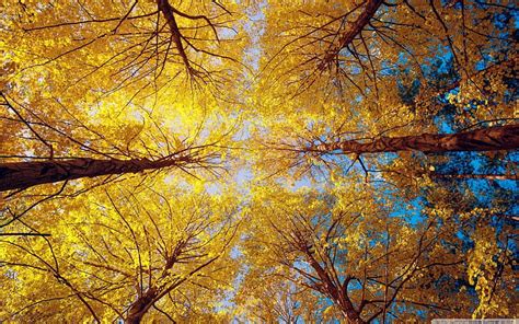 Golden Canopy Fall Nature Forests Trees Hd Wallpaper Peakpx