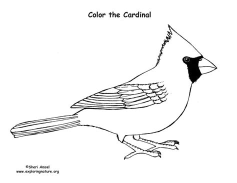 Cardinal Coloring Nature