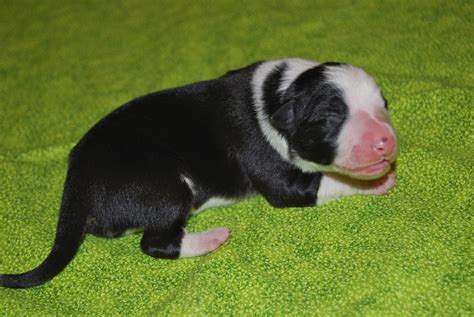 Hillcrest Border Collies Fusion X Spritz Puppies 1 Day Old