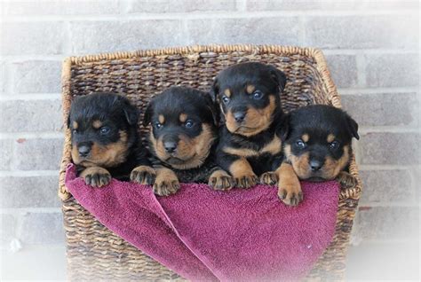 This rottweiler breeder directory lists rottweiler kennels located in indiana where you can find rottweiler puppies. Max and Macy - AKC Rottweiler puppies for sale in Indiana. #rottweiler #rottweilerpuppies # ...