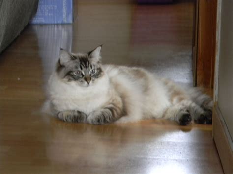 The lynx ragdoll has tabby markings, which add barring to the point coloring of the cat. seal point lynx ragdoll cat | Gorgeous cats, Cute cats and ...