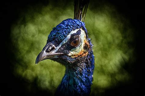 Peacock Bird Poultry Feather Bill Nature Pride Beautiful