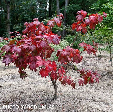 Buy Acer Japonicum Otaki Full Moon Japanese Maple Mr Maple │ Buy