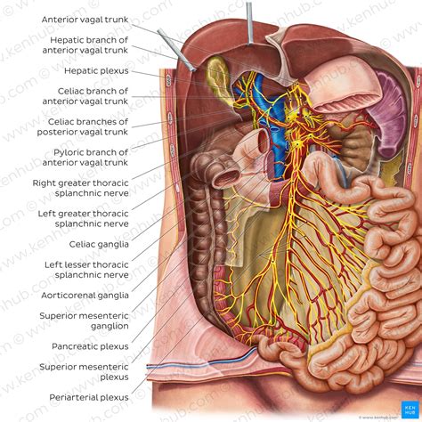 Small Intestine Anatomy Location And Function Kenhub