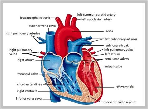 Labeling Heart Anatomy