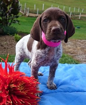 German shorthair puppies male and female millcreekwhitetails. View Ad: German Shorthaired Pointer Puppy for Sale near ...