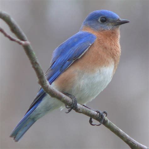 Meaning Is A “blue Bird” The Same As A “bluebird”？ English Language