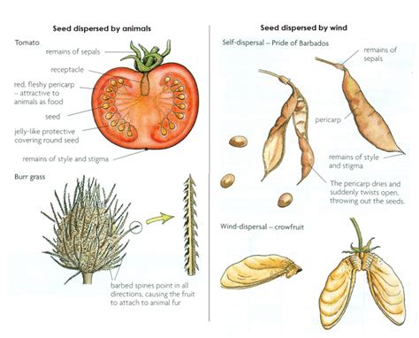 Seed Dispersal Biology Notes For Igcse 2014