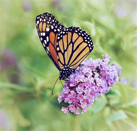 Monarch Butterfly On Butterfly Bush Flowers Stock Photo Image Of