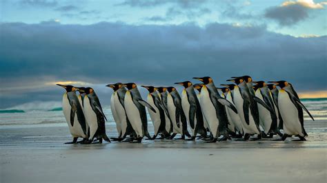 Flock Of Penguin Penguins Birds Hd Wallpaper Wallpaper Flare