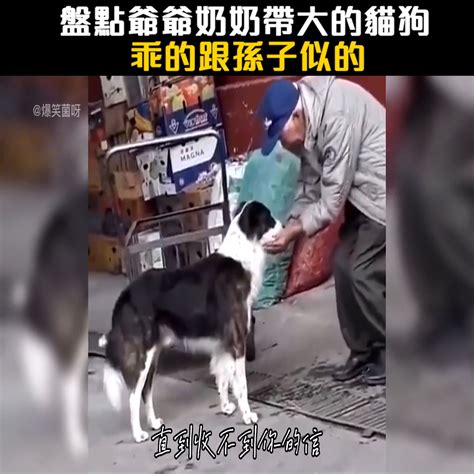 盤點爺爺奶奶帶大的貓狗，乖的跟孫子似的 Trending Vidz1 Posted A Video To Playlist 盤點爆笑系列