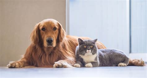 Pet Food Dilemma: Can Dogs and Cats Be Vegan and Vegetarians?