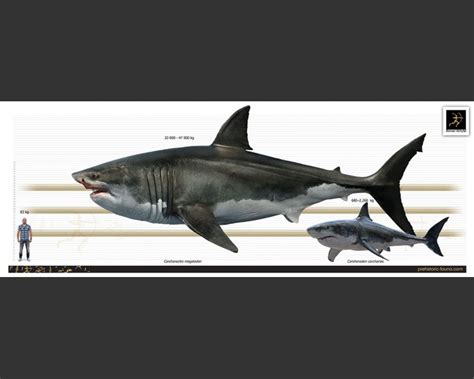 Megalodon (white background)