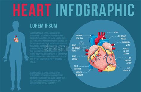 Human Internal Organ With Heart Stock Vector Illustration Of Anatomy
