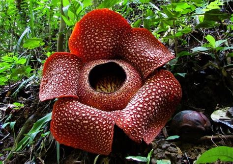 Mengenal Jenis Flora Dan Fauna Endemik Pulau Sumatera