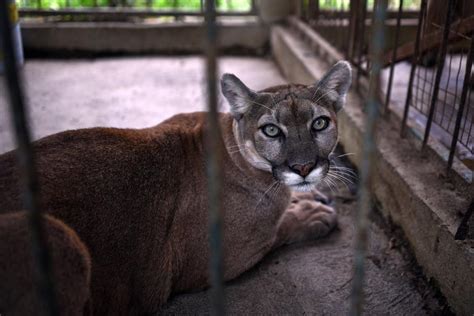 The Cougar In That Viral Video Looked Scary But Experts Say The Runner