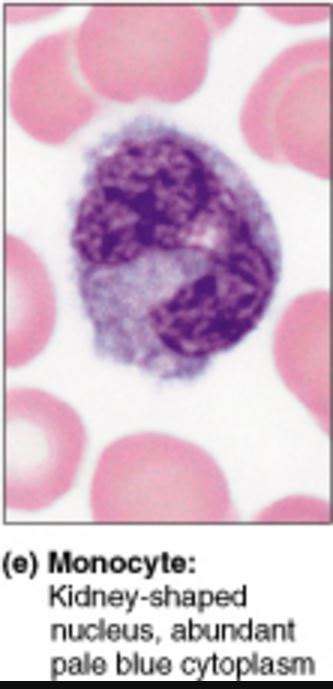 Blood Cells Scientist Cindy