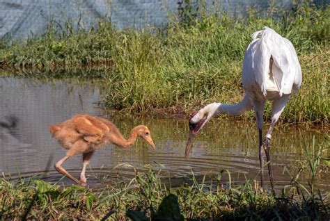 Endangered Whooping Crane Babies Fledging With Help From The