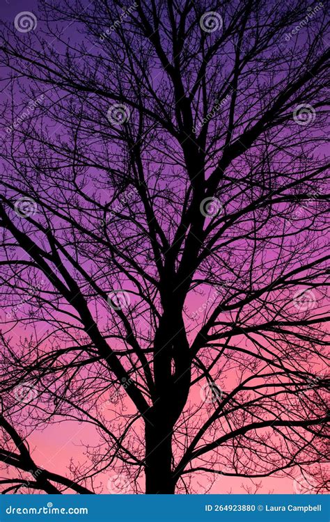 Silhouette Of A Tree At Sunset Stock Photo Image Of Blue Maple